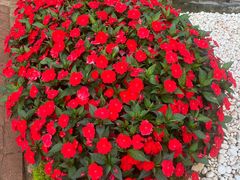 -蘑统田下·野生菌火锅