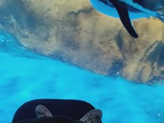 -海合安武汉极地海洋公园
