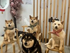 -柴迷FANS CLUB·柴犬狗咖·猫咖