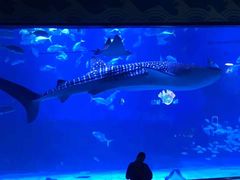 -烟台海昌鲸鲨海洋公园