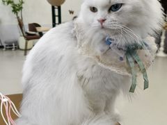-共舞时光猫咖·狗咖(新街口店)
