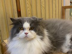 -Catmate·猫肥家润(金润铂宫店)