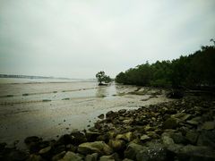 -宝安西湾红树林湿地公园