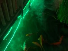 -凤凰山斑鱼馆(恭城店)