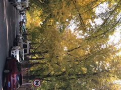 -三里屯东五街银杏大道