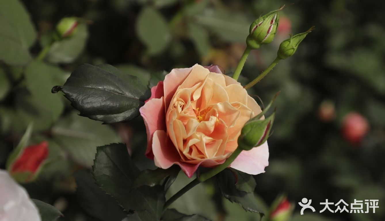 外瓣渐变复古优雅波浪般的花朵仙气十足无惧高温