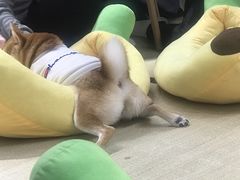 -逗柴咖啡屋·狗咖猫咖宠物桌游
