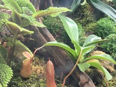 -北京植物园-展览温室