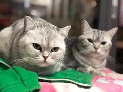 -猫宠乐园·专业洗护
