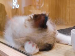 -屋虎猫馆(宝安大仟里店)