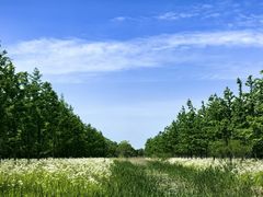 -黄海国家森林公园