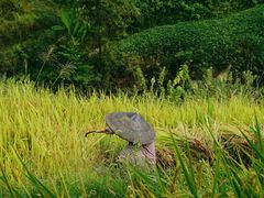 -紫鹊界梯田景区