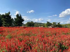 -羊亭河湿地公园