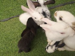 -萌宠亲子动物乐园(槐房万达店)