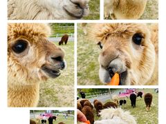 -大连铭湖国际观光牧场