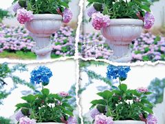 -名花谷生态庄园