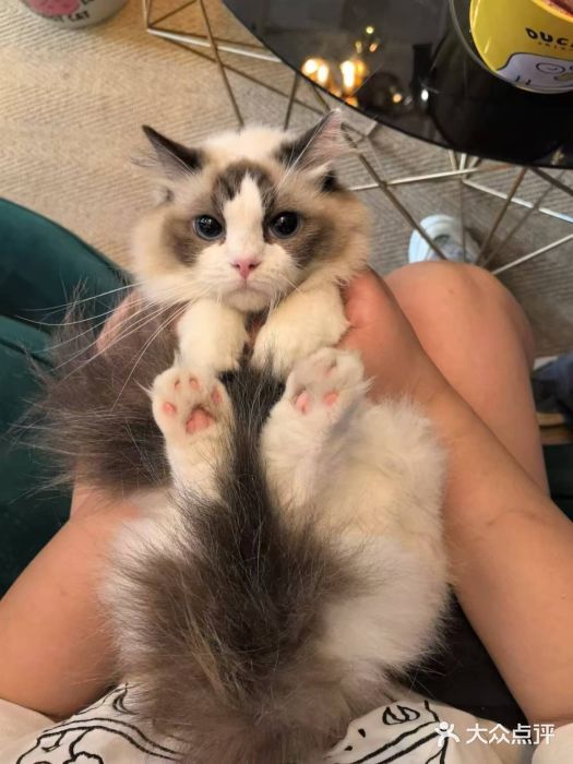 猫大福·Fortune Cat猫舍(百子湾店)图片