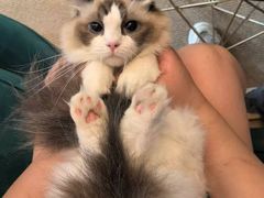 -猫大福·Fortune Cat猫舍(百子湾店)