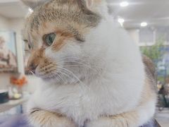 -伟伟宠物医院·CT影像中心·瑞派犬猫综合性门诊(汉口总院)