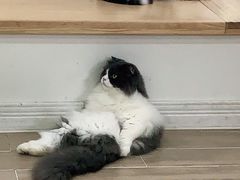-李小姐の猫咖啡馆(五角场店)