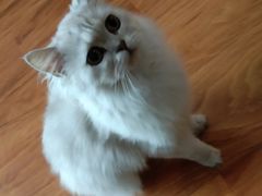 -猫爪屋猫咖(乐汇城店)