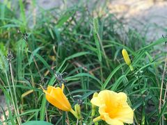 -大兴滨河森林公园