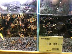 -龟与熊猫宠物公园(南坪店)