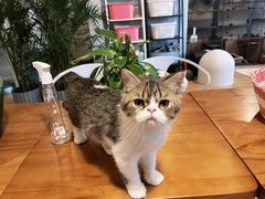 -Cappucimeow猫咪咖啡馆(韦伯时代店)