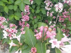 -胖大姐黄辣丁鱼庄(新津店)