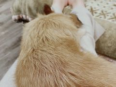 -爱侣宠医·鹦鹉专科·小型哺乳类·异宠专科(灵石路店)