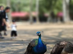 -秦皇岛野生动物园