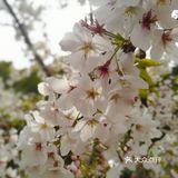 呼吸一下新鲜空气，无意间发现一小片樱花盛开，美不胜收