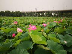 -荷塘月色湿地公园·向阳花洲