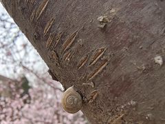 -桃花堤公园
