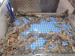 -半岛听涛蒸汽海鲜自助(K11店)