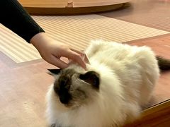 -MOCHA明星猫咖(田子坊店)