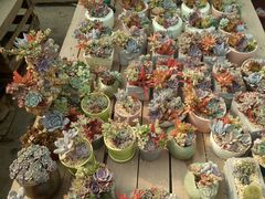 -龙大花卉苗木市场