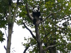 -都江堰中华大熊猫苑