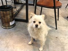 -肚子铺羊蝎子火锅