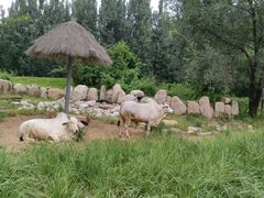 -北京野生动物园