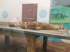 -大连森林动物园