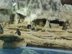 -帝企鹅自助餐厅•儿童岛•真企鹅(长隆企鹅酒店)