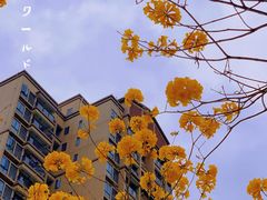 -台科花园