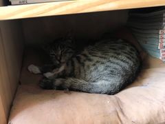 -海边的猫和咖啡馆
