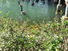 -长白岛森林公园