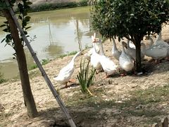 -米果果小镇