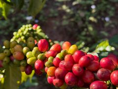 -Torch Coffee 炬点咖啡