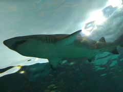 -瑞普利水族馆