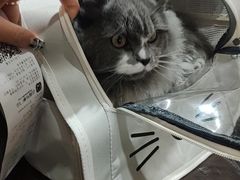 -宠颐生斯嘉宠物医院·急重症·心内科(谷阳北路分院)