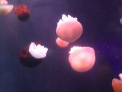 -左海海底世界